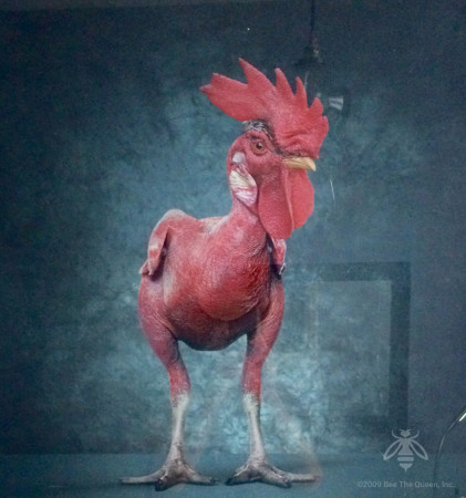 QB-Rooster